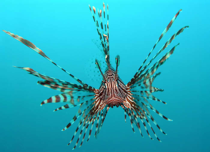 The red lionfish is a coral reef dweller you don't want to meet. Its poisonous sting is extremely painful though rarely fatal.