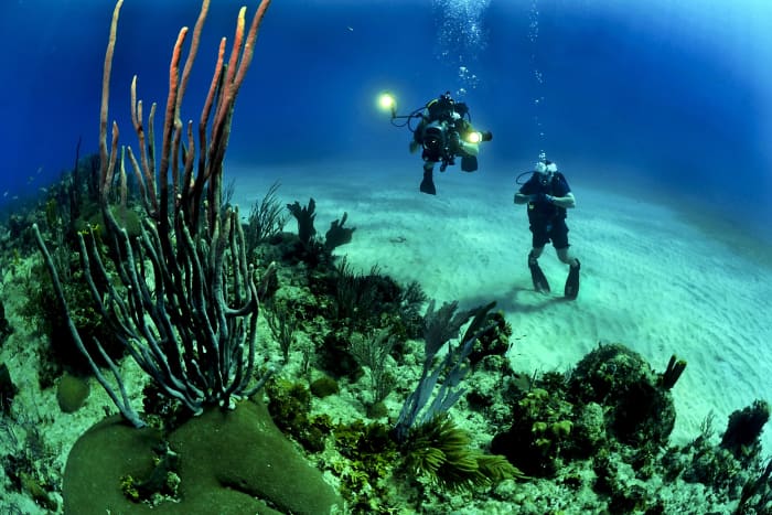 If we keep reefs healthy, they'll be around for us to observe and enjoy for centuries to come.
