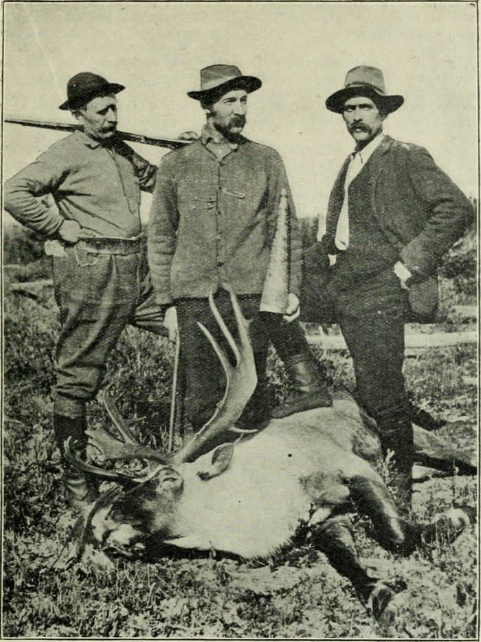 Caribou shot by Dr. W. L. Munro 1907