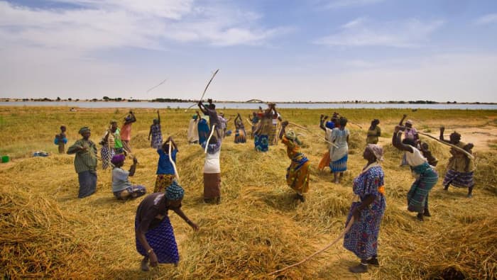 An amelioration of agricultural production which traditionally served as employment for fishermen would help to relieve pressure.