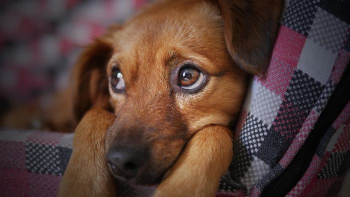 Every year around July 4 all across America, animal rescue shelters are filled with runaway pets that panic and escape their owners because of the loud sounds of fireworks. Others are never found.