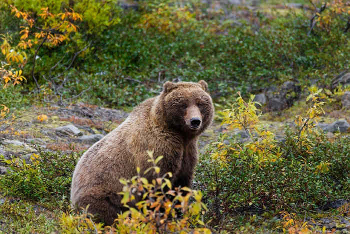 Kicking Horse Mountain Resort is home to the world’s largest enclosed and protected grizzly bear habitat.