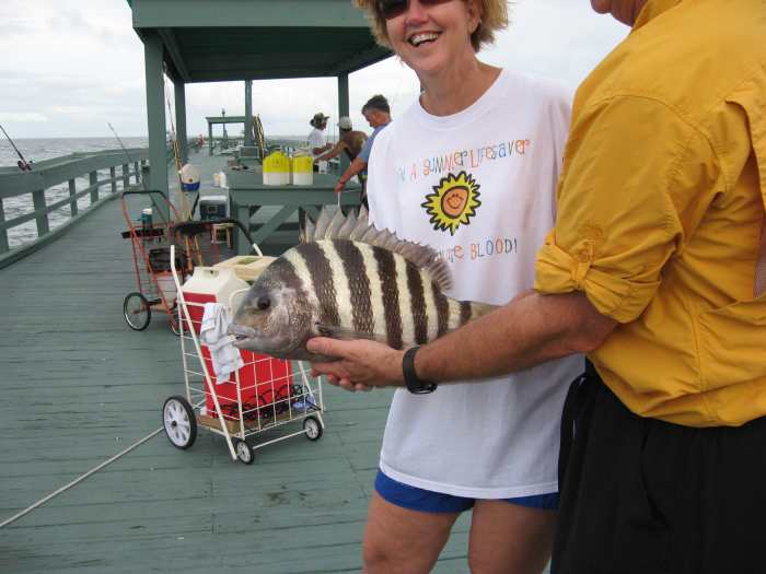 Sheepshead taste a lot like lobster!