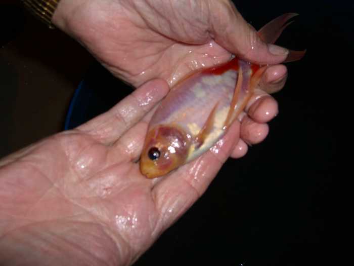 How to Catch Catfish Best Baits for Big Flatheads SkyAboveUs