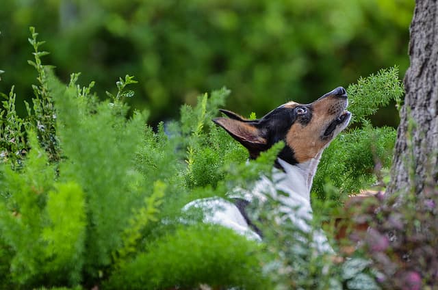 Dogs are great for locating squirrels. Looks like this guy found one! Make sure you check local hunting regulations before using dogs to hunt.