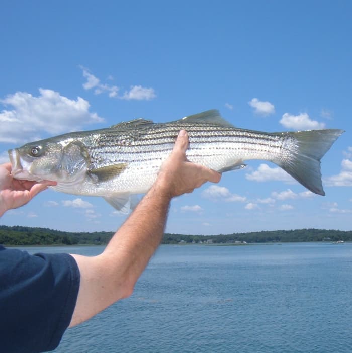 Fishing For Striped Bass: How To Catch Stripers By Drifting Bait ...