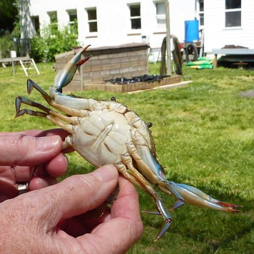 The pointed underside identifies this crab as a male. Females have a rounded, dome shaped on their underside.