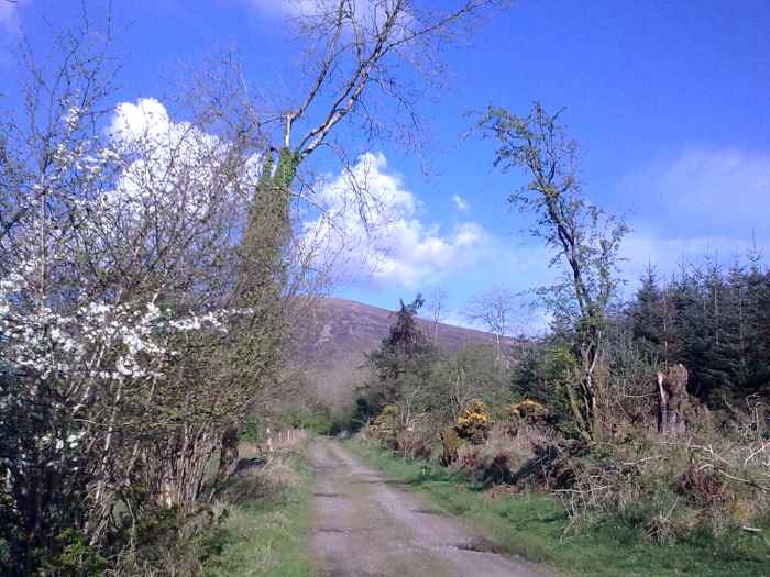 Gorse and whitethorn thorns on trails like these have no respect for tires!