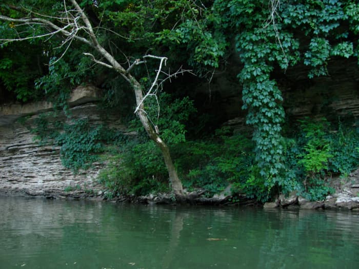 Limestone cliffs and steep banks covered in thick foliage line the Duck River's shores.