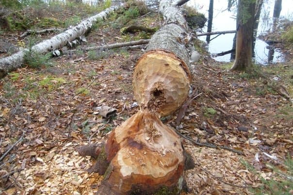 Camping allows you time to explore nature and find things like this beaver cut tree.