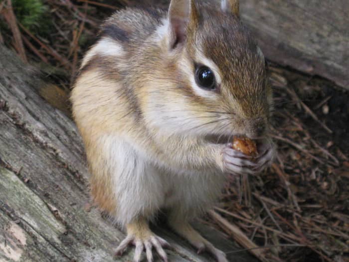 Yep, he is cute - but this viscous little critter will ravage your food supply. Bear bag your food, store it in an animal proof canister, or keep it in your vehicle. NO FOOD IN TENTS!