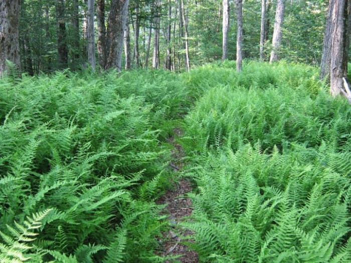 Hiking through fern shrouded trails like this one, is an inexpensive activity while camping.