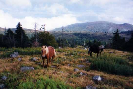 Yes, there are wild ponies along the Appalachian Trail. These equines are in Grayson Highlands State Park in Virginia.