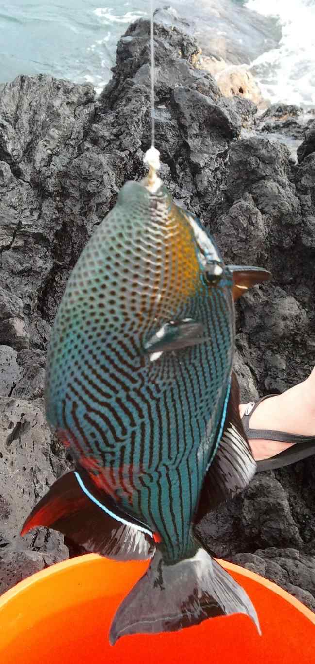 How to Fish in Hawaii Bait, Poisonous Fish, Locations HubPages