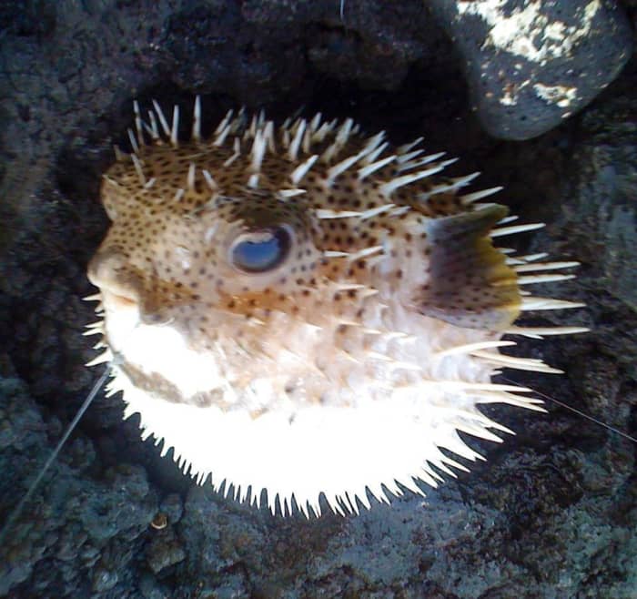 I caught this pufferfish by accident at A-Bay. Be sure to study which fish are poisonous before eating them!