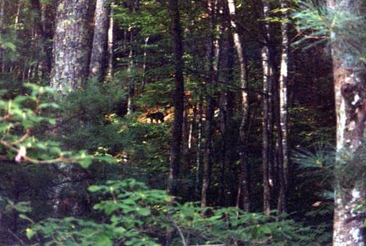 Most of my bear pictures are of them running away from me. I took this picture in Tennessee along the Appalachian Trail.