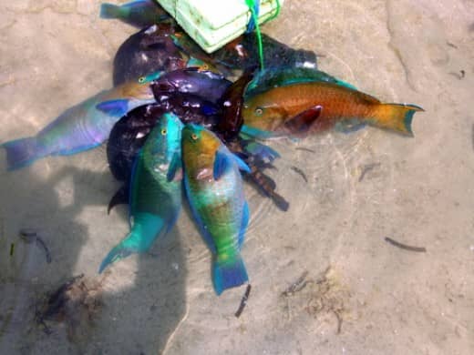 Red Sea fish: The catch, waiting to be washed, cleaned and cooked. The blue colored fish is the parrotfish.