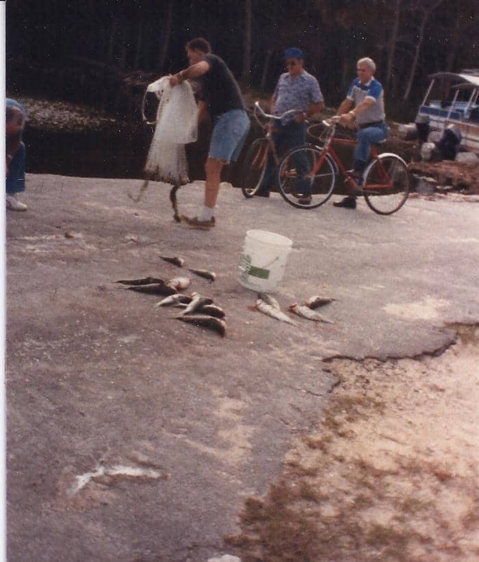 These are mullet. Did you know mullet are the only fish with a gizzard. It is in their head right on top of the gills. Good to eat.