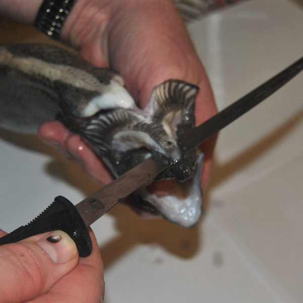 How to Gut a Fish Step by Step HubPages