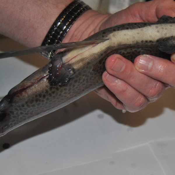 How to Gut a Fish Step by Step SkyAboveUs