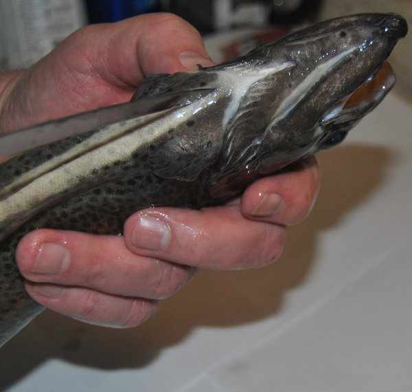 How to Gut a Fish Step by Step SkyAboveUs