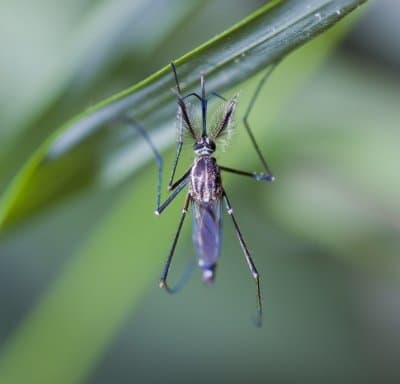 Mosquitoes carry disease and are small but deadly insects. There are over 2500 species of mosquitoes with over 150 different ones in the United States alone.