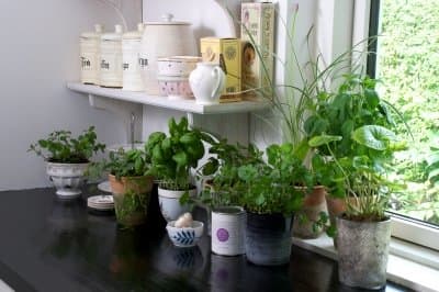 Make a natural insect repellant. Use your fresh kitchen herbs for home treatments and remedies, including insect repellents. Anything from the mint family is highly effective.