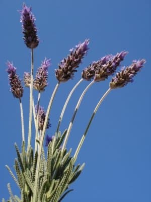 Say goodbye to insect bites. Lavender is a key ingredient for homemade repellents that you can make easily and carry with you as a bug spray.