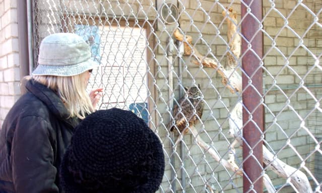 The bird sanctuary is just big enough to hold two or three wounded birds - mainly owls.