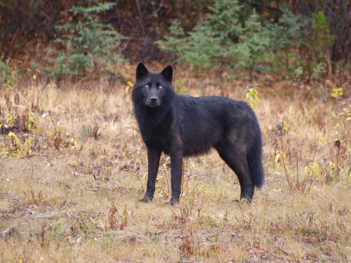 Wolves are attracted to new and interesting smells, so cook away from your camp.
