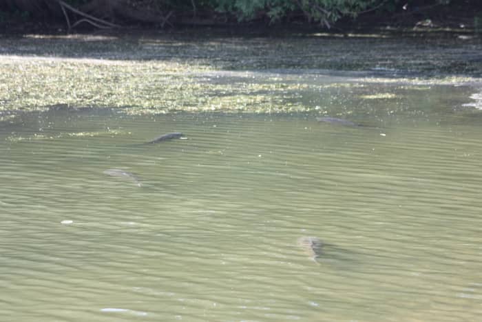 If you look closely you can see you four Carp lazily floating around waiting for food to swim by. The St. Lawrence River has a thriving fishery.