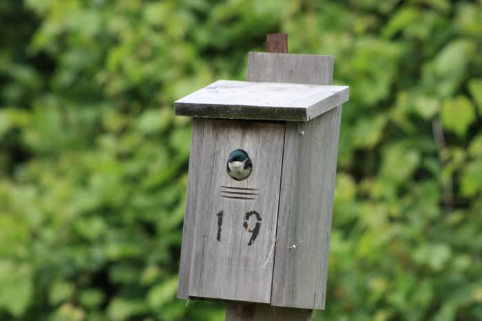 The Upper Canada Bird Sanctuary is a birder's paradise. Don't forget your binoculars and camera!