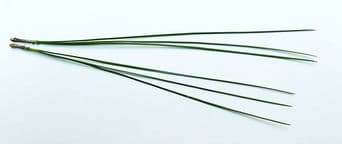 Pine needles grow in groups of two or more from a common base. Spruce and fir tree needles are single.