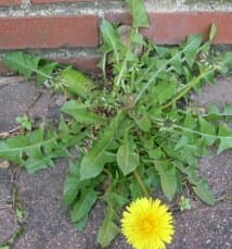 It's a good idea to try these survival plants before you're in an emergency situation, but be careful not to eat dandelions or other plants from from lawns or other areas that have been chemically treated.
