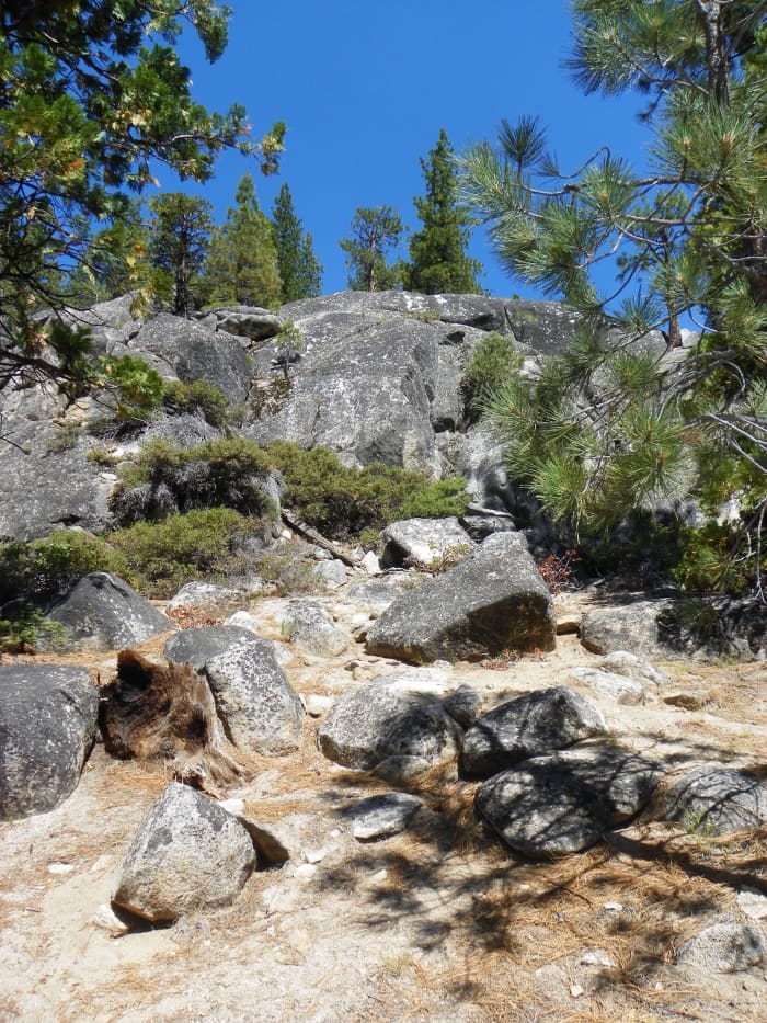 Forests in subalpine and alpine regions must recycle everything in order to survive.