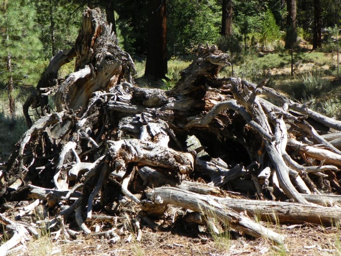 Habitat for ground creatures such as squirrels, chipmunks, and even potentially snakes.