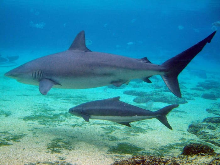 Cobia often associate with other large marine life.