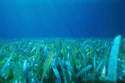 Grassbeds are a prime habitat for speckled trout.