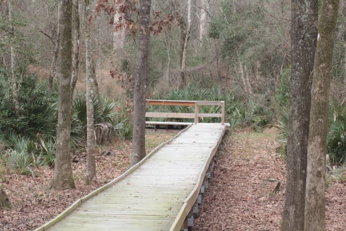 Palmetto Boardwalk - The long boardwalks reaching out into the thick woodlands and swamp areas.