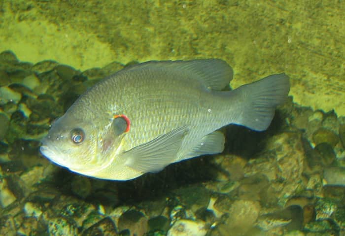 Redear sunfish, also known as shell crackers, tend to be a little larger than other bream.