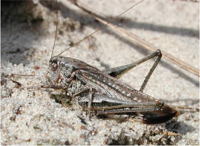 Crickets and other insects form a good portion of the diet of many species of bream. Bluegill and pumpkinseed are particularly fond of crickets.