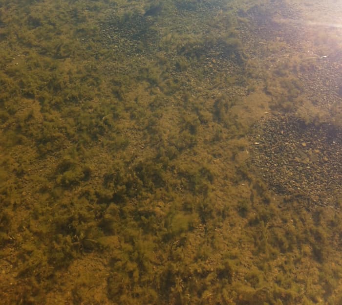 Bluegill beds in West Loon Lake. Bedding bluegill are mostly males. They are extremely aggressive while defending the beds and as such are easy to catch.