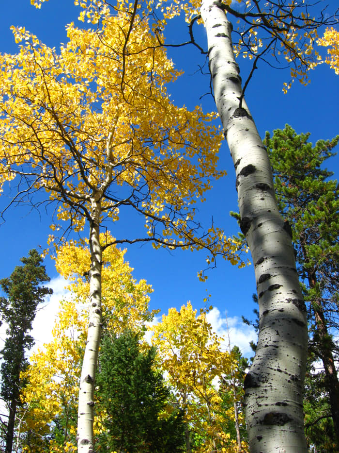 Even though this photo was taken the first week of Oct., you can see that there is still some good leaf color in the aspens.