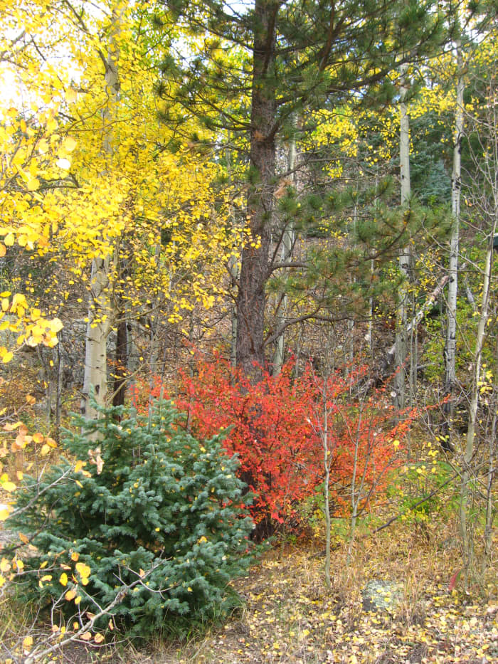 I love the green and yellow juxtaposed against the red in this fall color tableau. The plants are all just by the parking lot at the Visitor's Center.