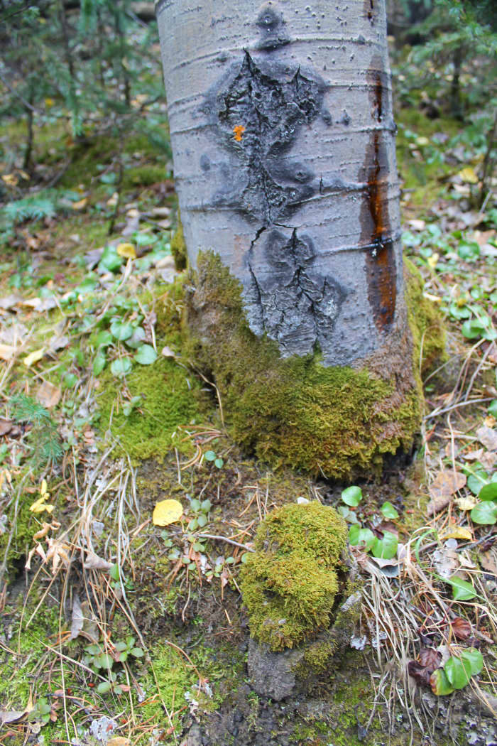 The mountains are a whole different climate than the plains. I think that's why we are so drawn to them. It's rare to find this much moss near the trees in Denver.
