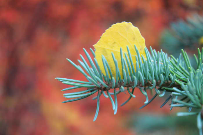 I like to catch the small moments as well as the big vistas. Here we have a golden aspen leaf caught in the branch of a blue spruce. The red bush in the background highlights the colors.