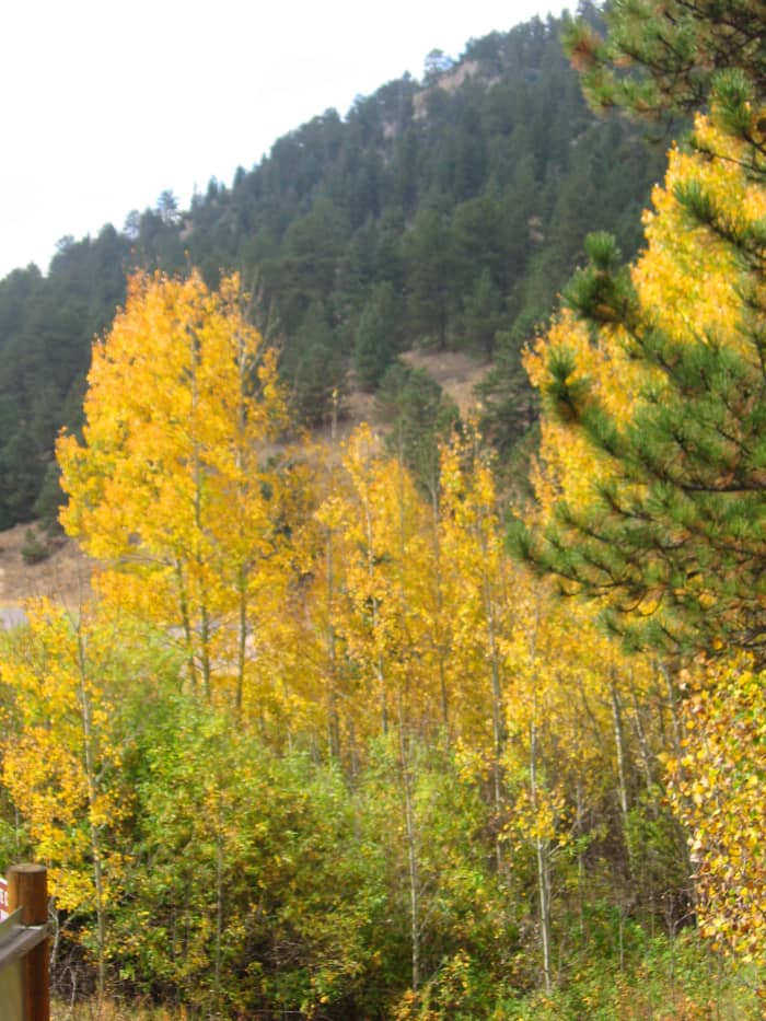 An aspen grove provides lots of opportunity for fall color photos right from the grounds of the Visitor's Center at Golden Gate Canyon State Park