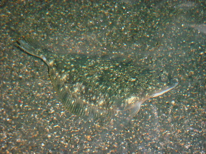 Target bottom type for sanddab. Note the sandy bottom. Sanddab use camouflage to both hide from predators and surprise unsuspecting prey.