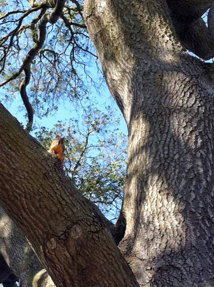 Both native western grey squirrels and invasive red squirrels can be spotted along the nature trail, although the grey squirrels are rather shy.