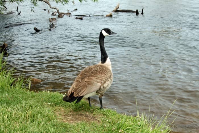 Geese made their home at Lodi Lake, along ducks, Swainson's hawks, egrets and several other species of native and migratory birds.